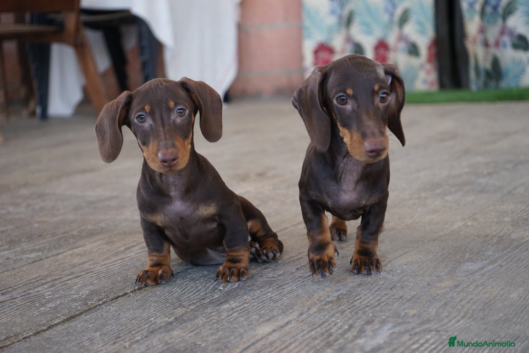 Teckel Miniatura perros en venta: 🐾 Bongo y Cacao – Teckel miniatura 🐾 - Imagen 4