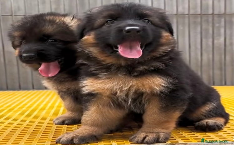 Pastor Alemán perros en Asturias - Propaganda 2