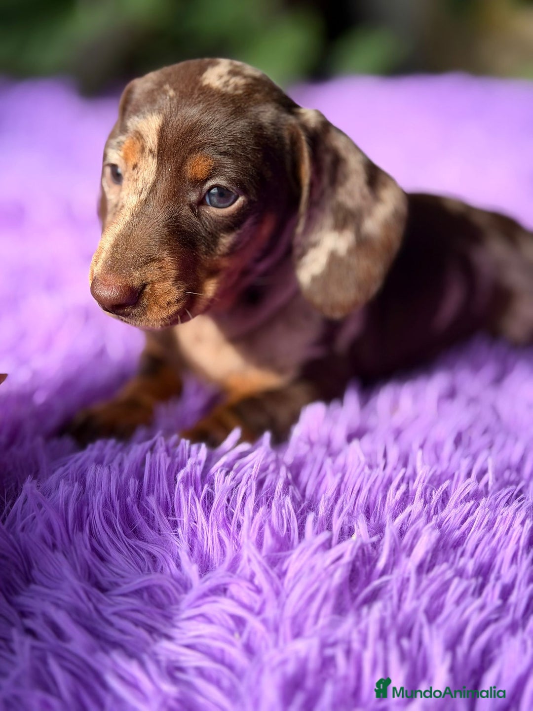 Teckel Miniatura perros en venta: TECKEL ARLEQUIN CHOCOLATE HEMBRA - Anuncio 5