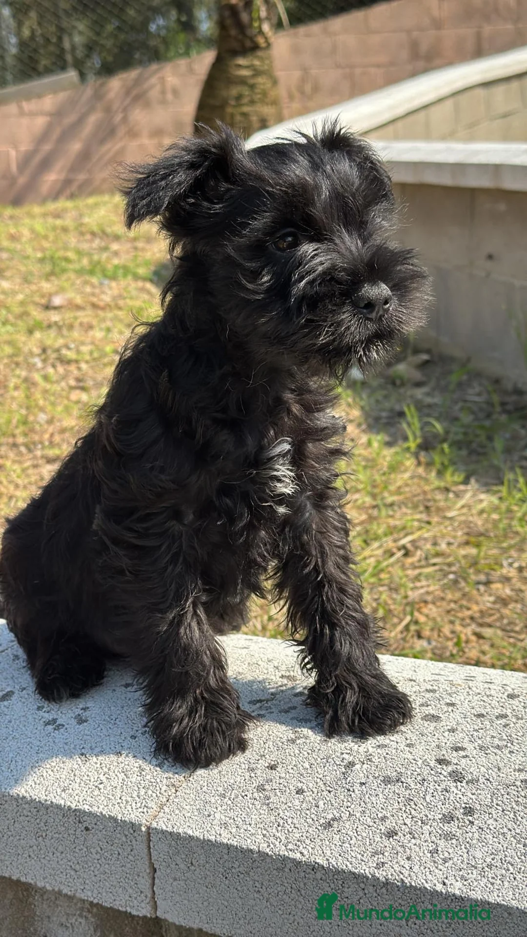 Schnauzer Miniatura perros en venta: SCHNAUZER MINIATURA - Anuncio 4