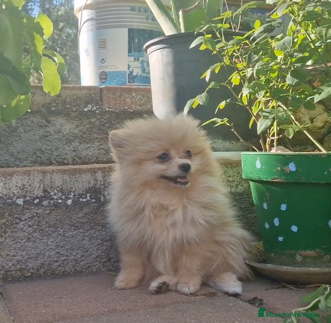 Pomerania perros en venta: Pomerania 50% línea rusa - Imagen 6