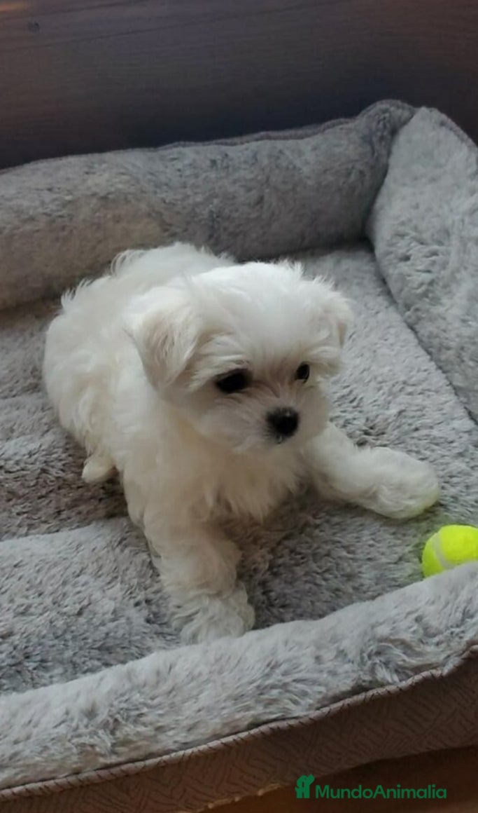Bichón Maltés perros Cachorros Bichón maltés  - Anuncio 1
