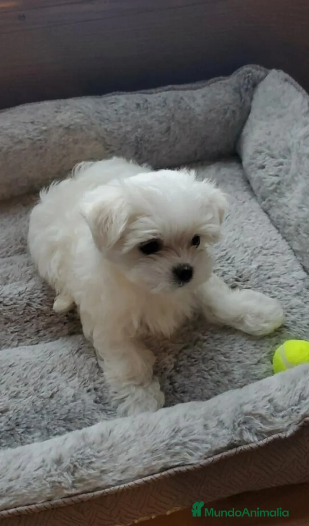 Bichón Maltés perros en venta: Cachorros Bichón maltés  - Anuncio 1