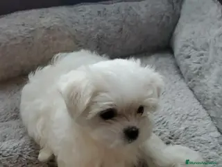 Bichón Maltés perros Cachorros Bichón maltés - Anuncio 1
