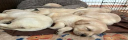 Golden Retriever perros en venta: Golden retriever - Anuncio 1