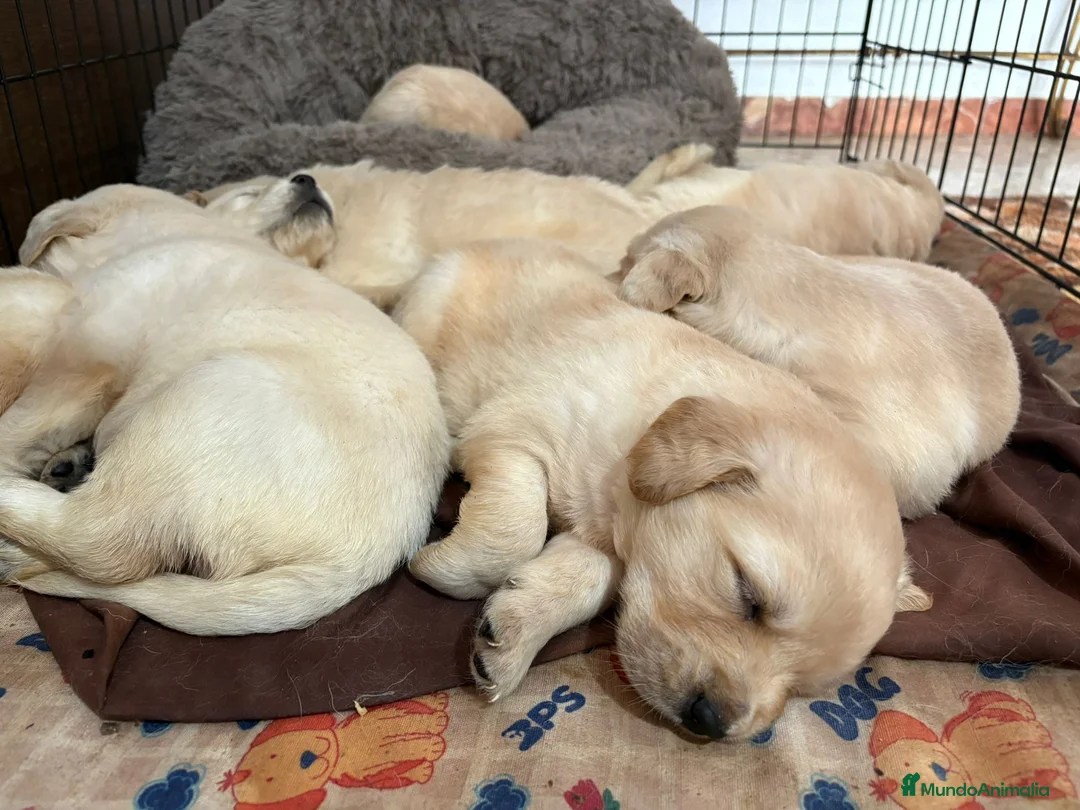Golden Retriever perros en venta: Golden retriever - Anuncio 1