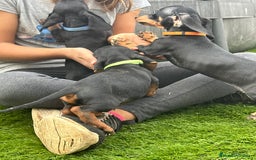 Teckel Miniatura perros en venta: ULTIMO SALCHI - Imagen 4