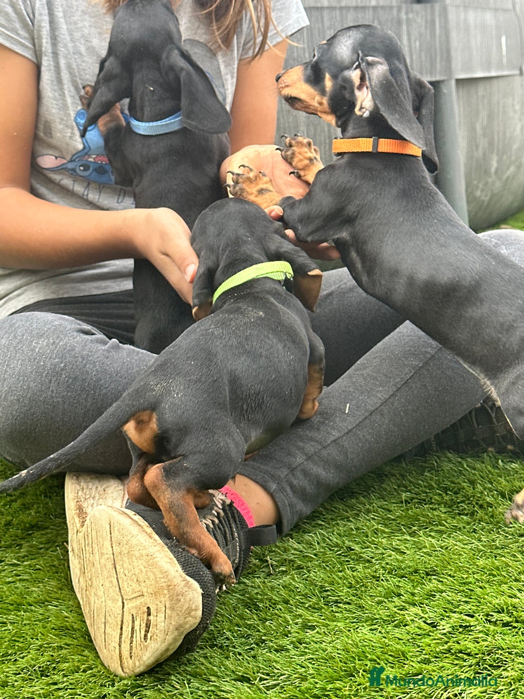 Teckel Miniatura perros en venta: ULTIMO SALCHI - Imagen 4