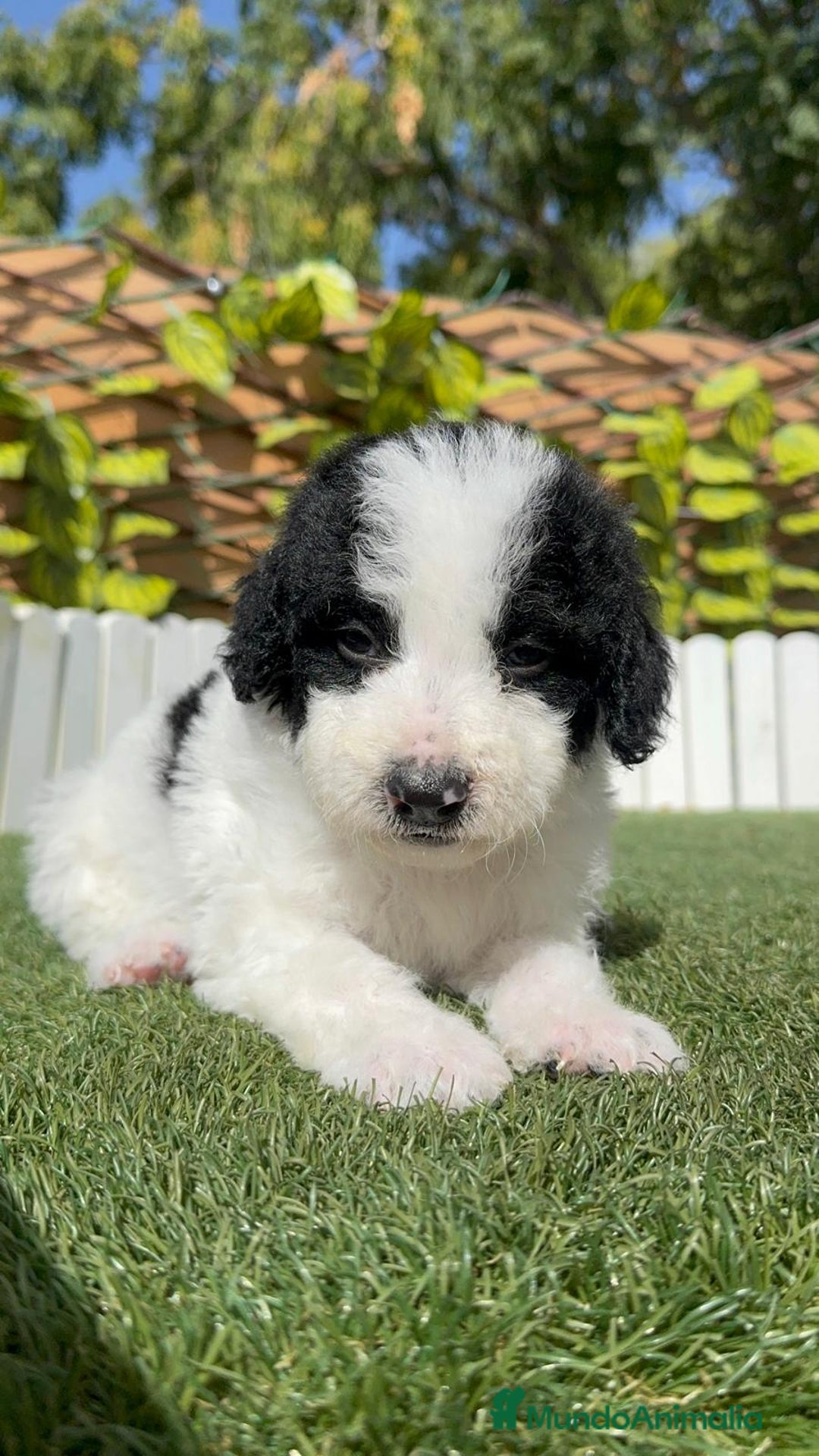 Perro de Agua Español perros en venta: PERRO DE AGUA ESPAÑOL MACHO - Imagen 11