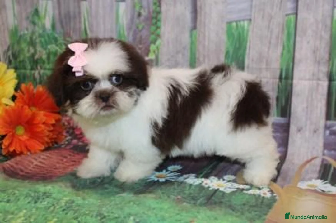 Shih Tzu perros en venta: SHIH TZU EN CATALUÑA  - Anuncio 3