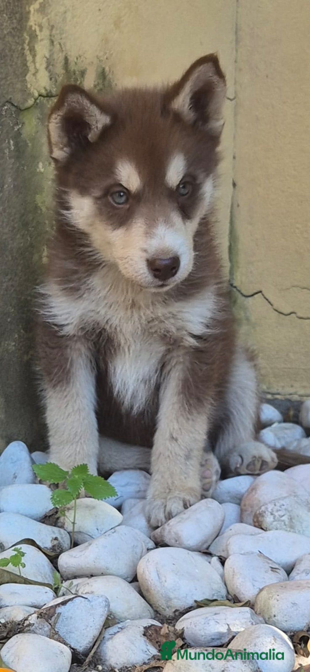 Husky Siberiano perros en venta: Husky siberiano cachorros  en Huesca - Imagen 10