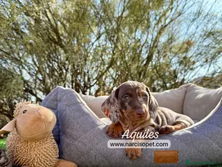 Teckel Miniatura perros VENTA DE TECKEL ARLEQUIN CHOCOLATE - Anuncio 1