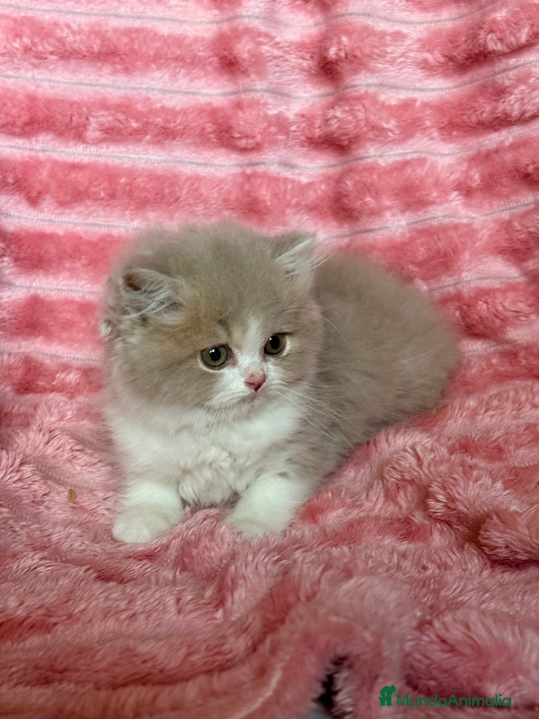 Británico de Pelo Largo gatos en venta: Monísimo gatito British  - Imagen 4