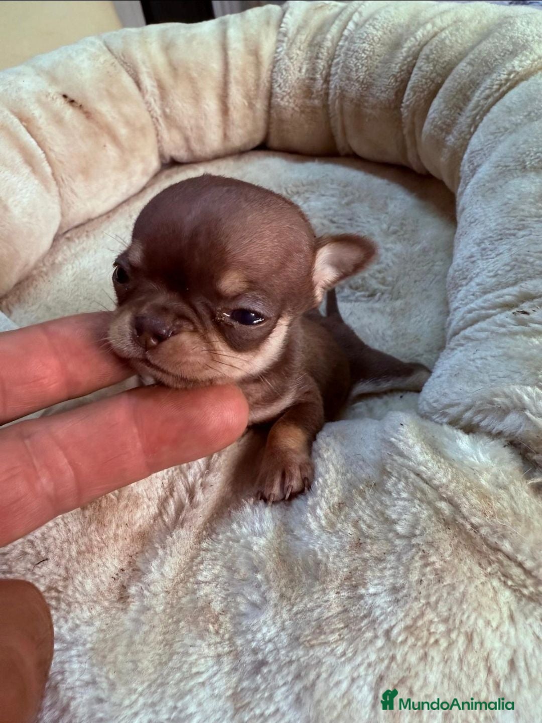 Chihuahua perros Chihuahuas de alta calidad  - Anuncio 2