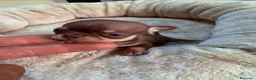 Chihuahua perros en venta: Chihuahuas de alta calidad  - Anuncio 1