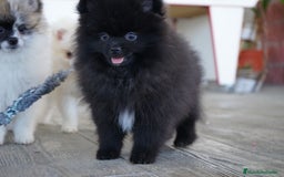 Pomerania perros en venta: 🐾 Monk – Pomerania negro mini toy 🌑 - Imagen 3