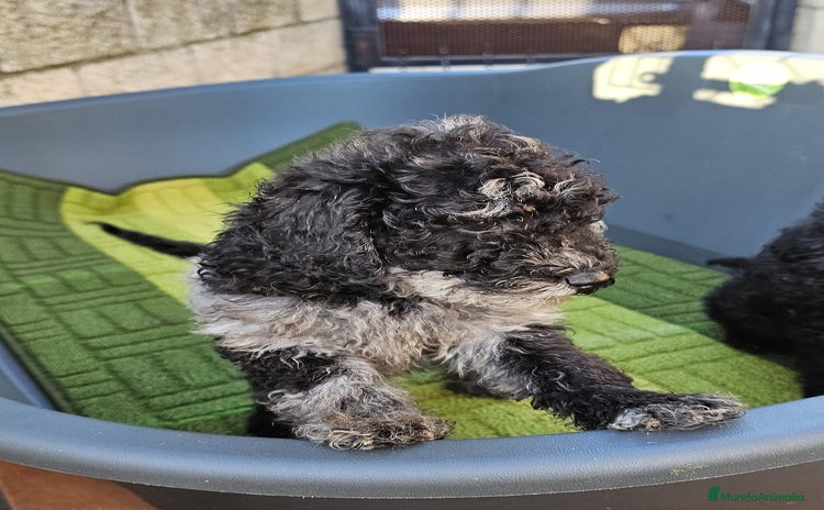 Caniche Toy perros - Anuncio 3