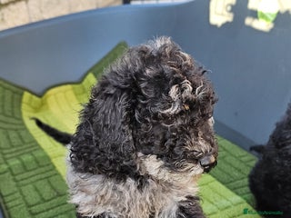 Caniche Toy perros - Anuncio 1