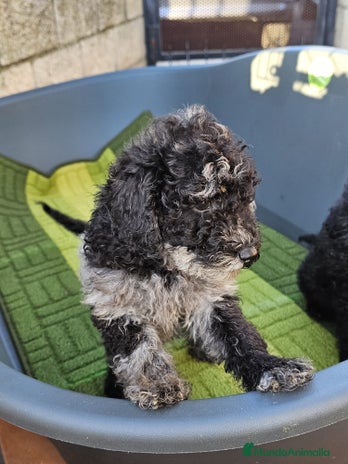 Caniche Toy perros - Anuncio 1