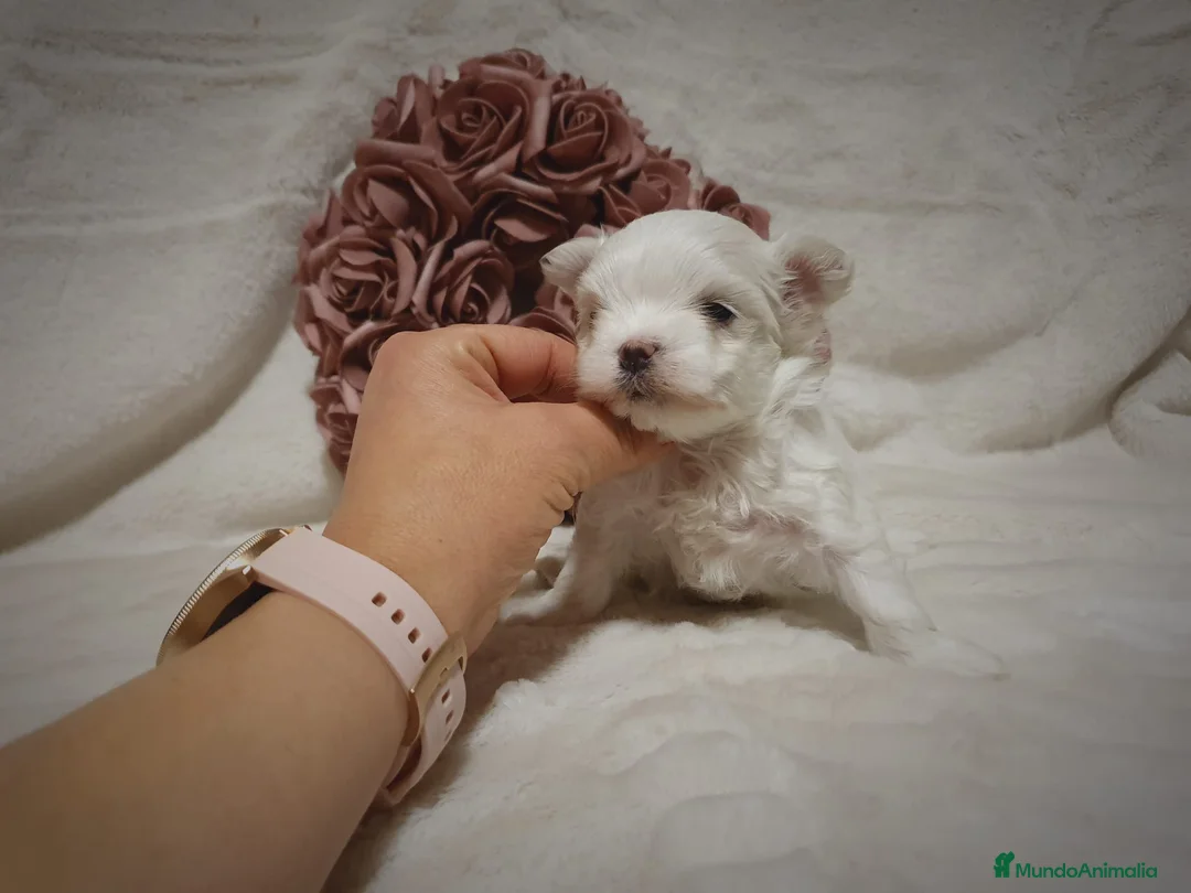 Bichón Maltés perros en venta: Preciosa hembrita de bichón maltes toy. - Anuncio 2
