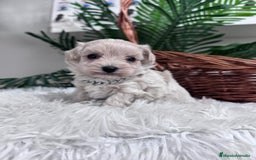Maltipoo perros en venta: MALTIPOO MACHO - Anuncio 12