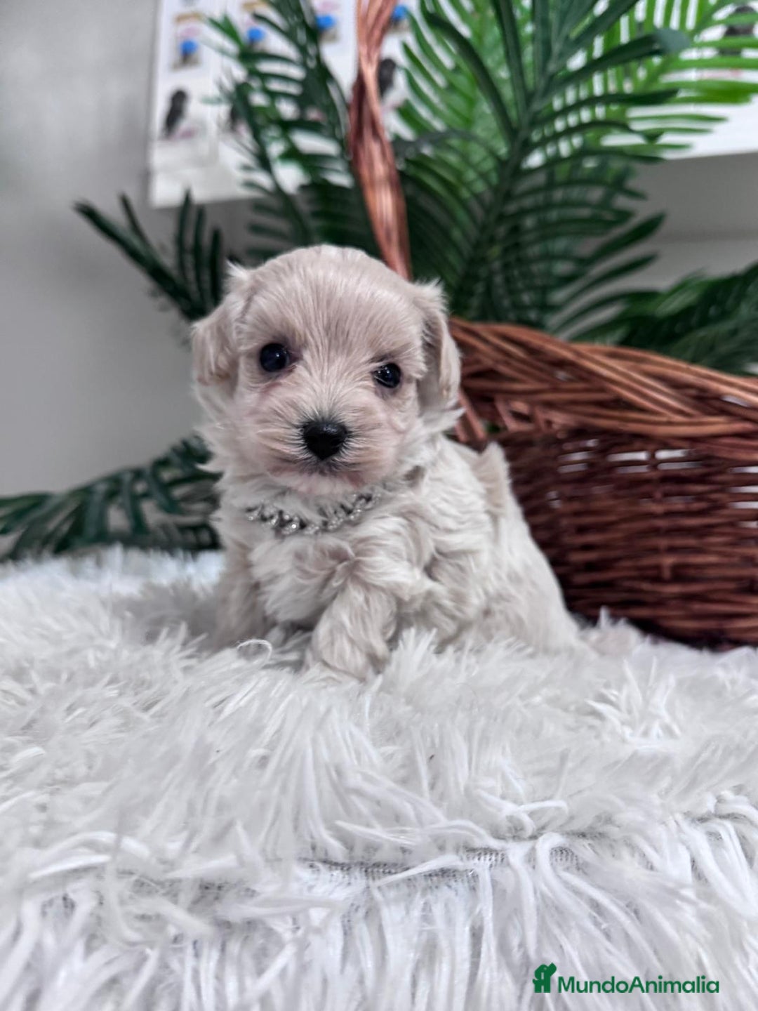 Maltipoo perros en venta: MALTIPOO MACHO - Anuncio 12