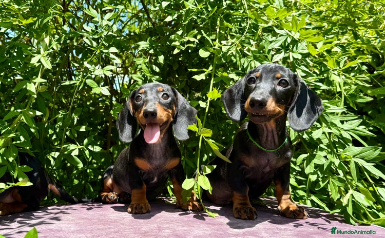 Teckel Miniatura perros en venta - Propaganda 2
