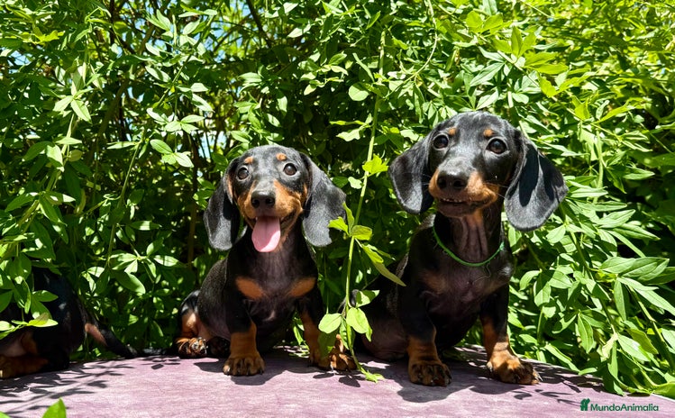 Teckel Miniatura perros - Anuncio 13