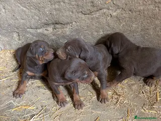 Dobermann perros Doberman chocolate listos para reservar en Murcia - Anuncio 1