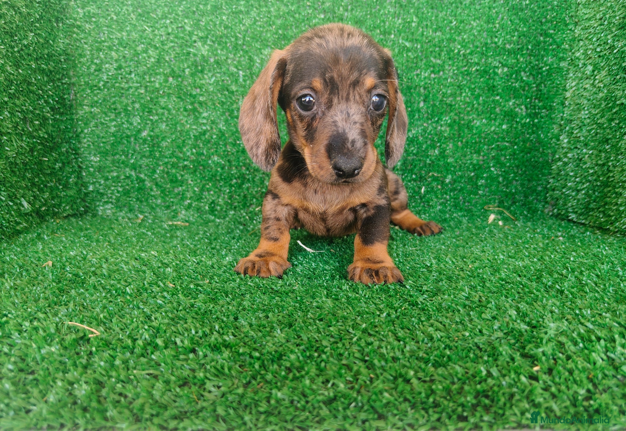 Teckel Miniatura perros en venta: Teckel miniatura  - Anuncio 13