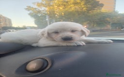 Golden Retriever perros en venta: Macho de golden retriever  - Imagen 1