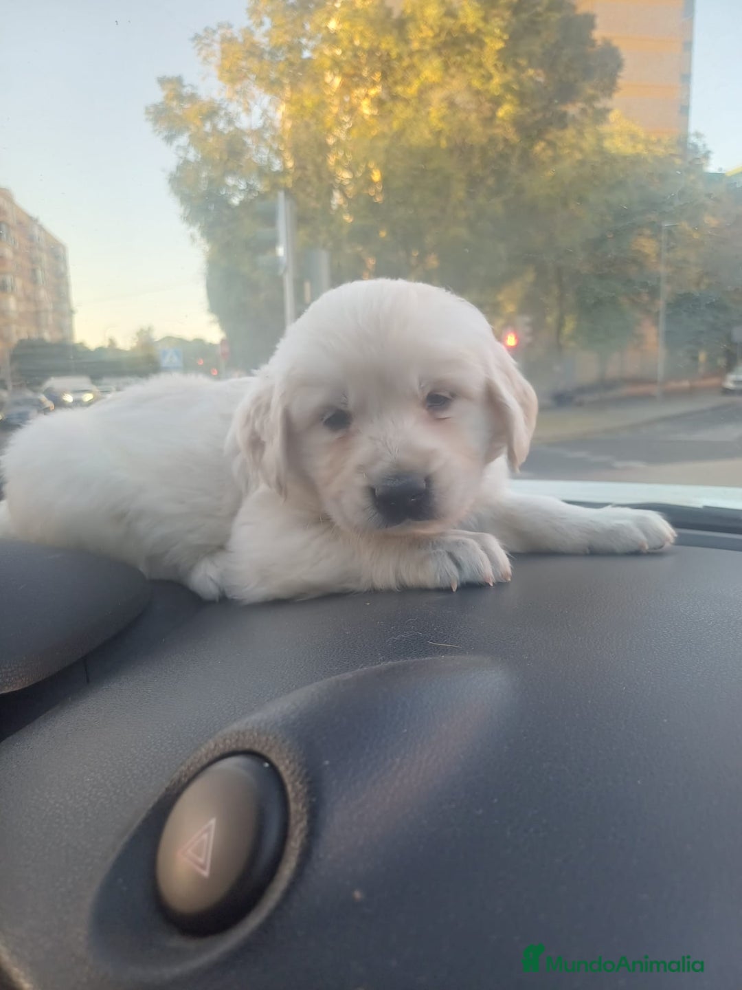 Golden Retriever perros en venta: Macho de golden retriever  - Imagen 1
