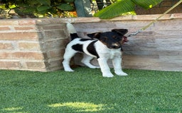 Fox Terrier de Pelo Liso perros en venta: Disponible hembra fox pelo liso . - Imagen 5