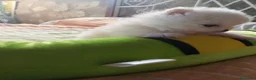 Pomerania perros en venta: Lulu pomerania  - Anuncio 9
