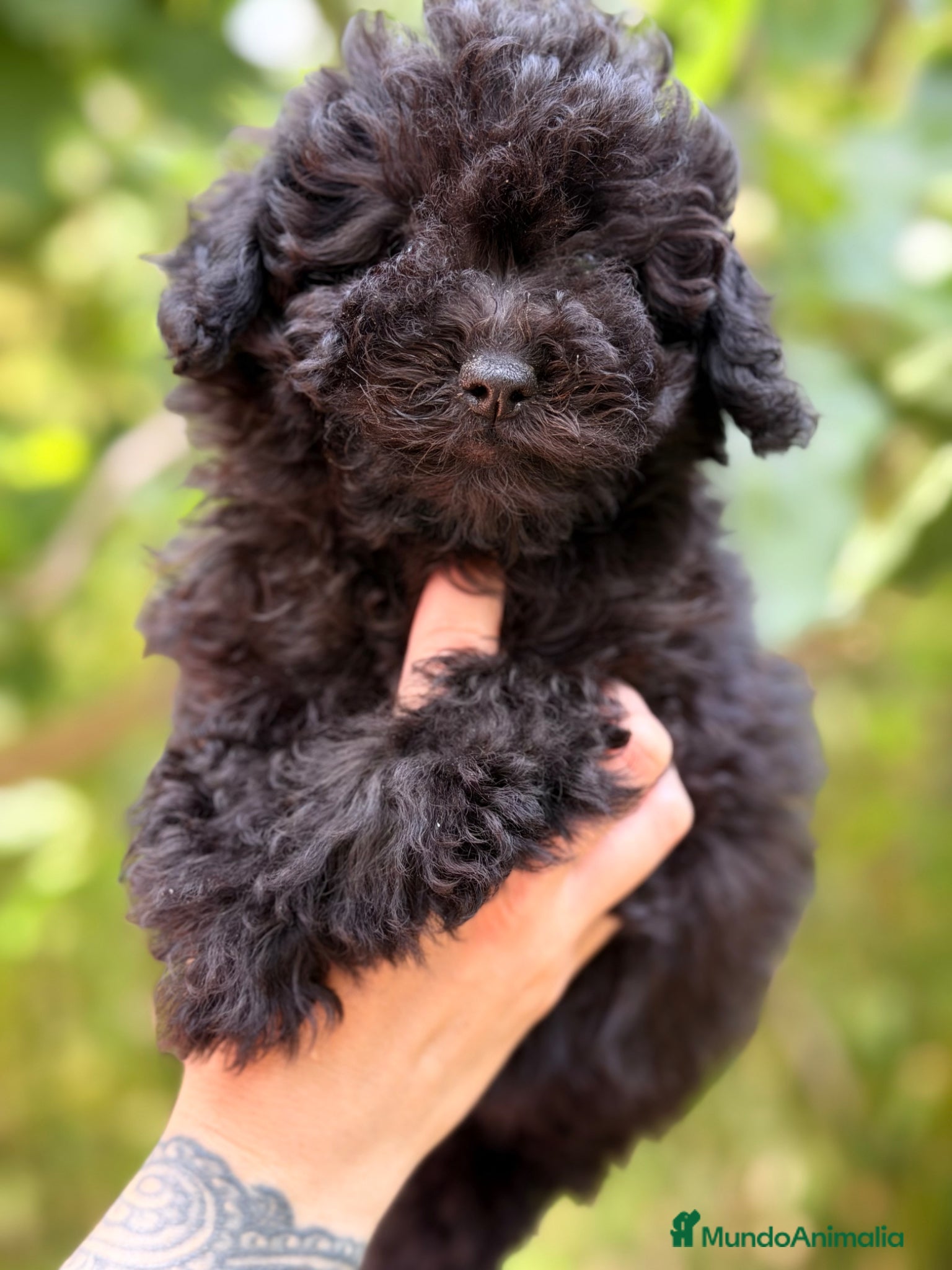 Caniche Toy perros en venta: Caniche Toy hembra  - Anuncio 1