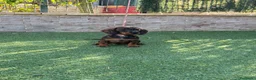 Teckel perros en venta: Cachorro teckel color jabalí  - Anuncio 3