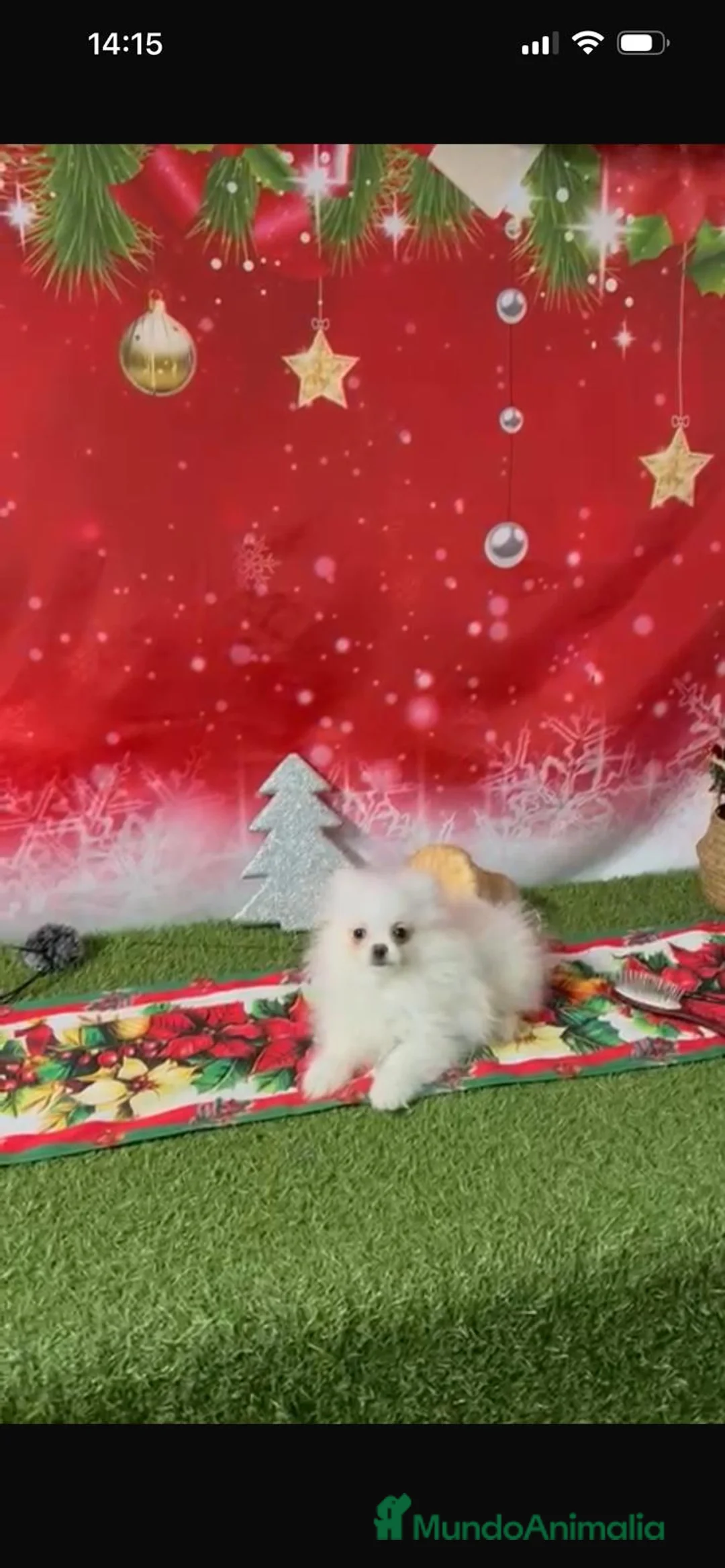 Pomerania perros en venta: POMERANIA LULÚ - Anuncio 3