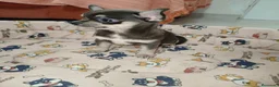 Chihuahua perros en venta: Chihuahua Toy - Anuncio 1
