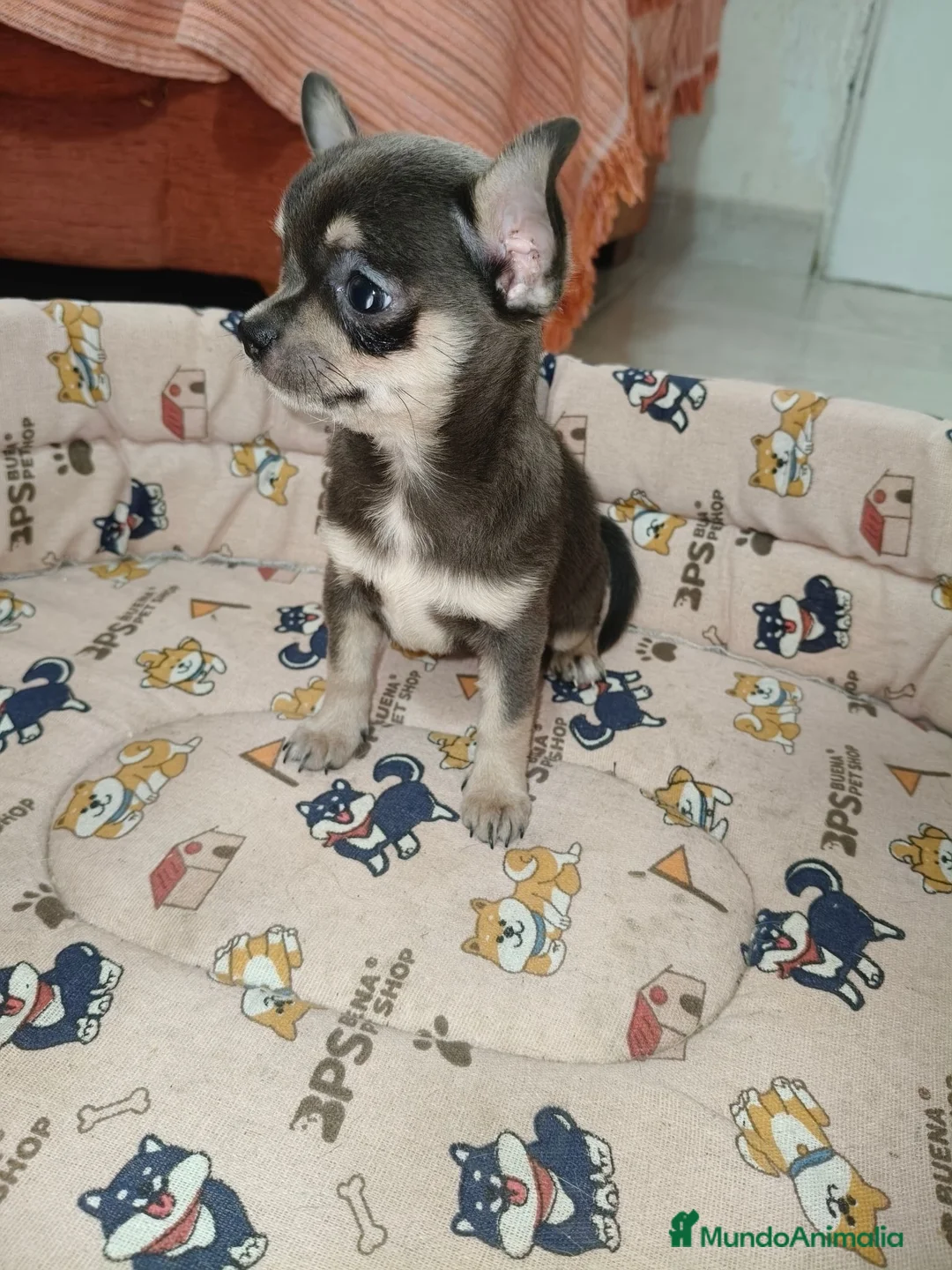 Chihuahua perros en venta: Chihuahua Toy - Anuncio 1