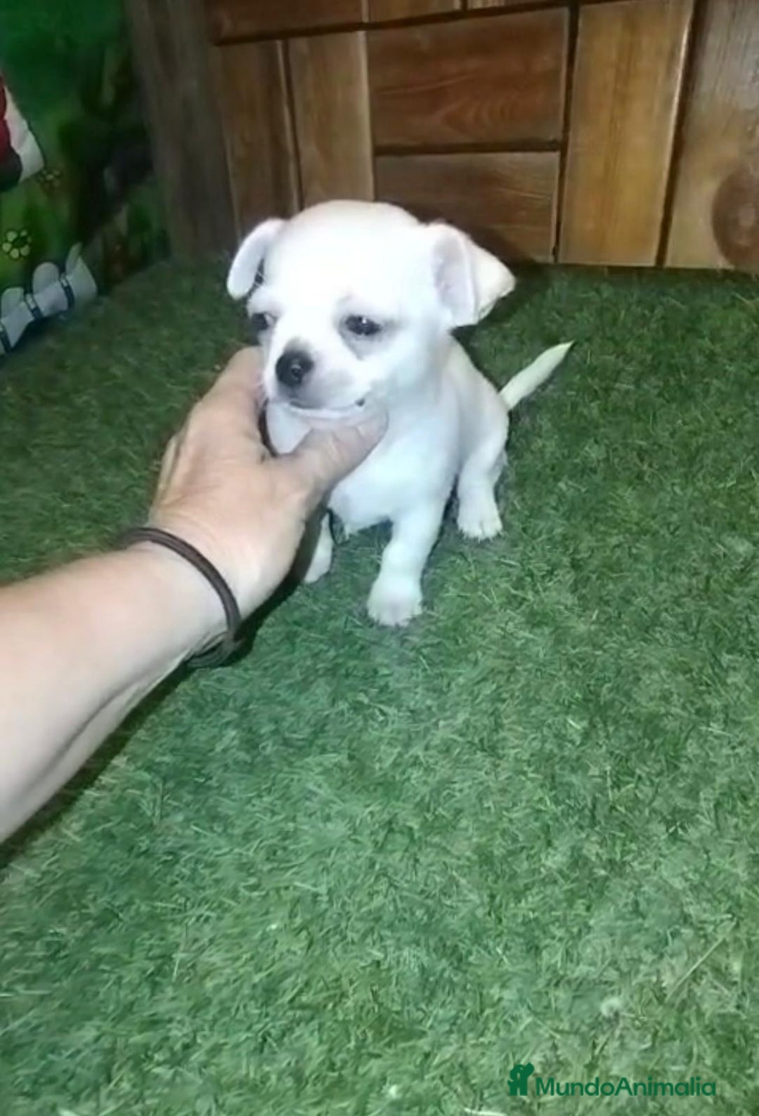 Chihuahua perros en venta: Chihuahua cabeza manzana  - Imagen 11