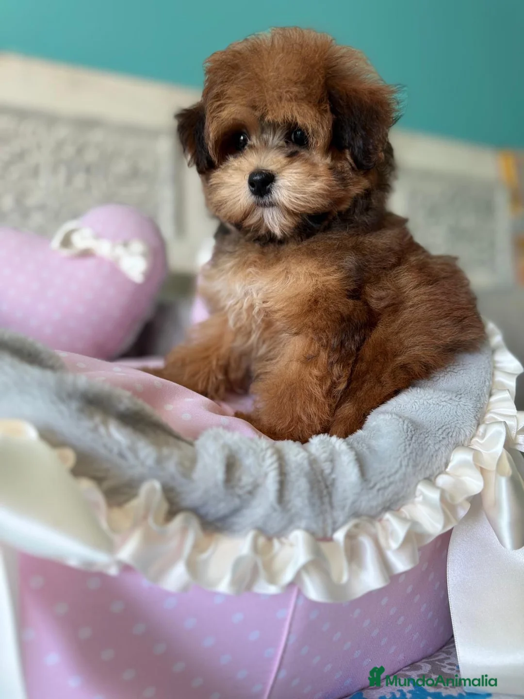 Maltipoo perros en venta: Maltipoo Hembra Toy !!! - Anuncio 2