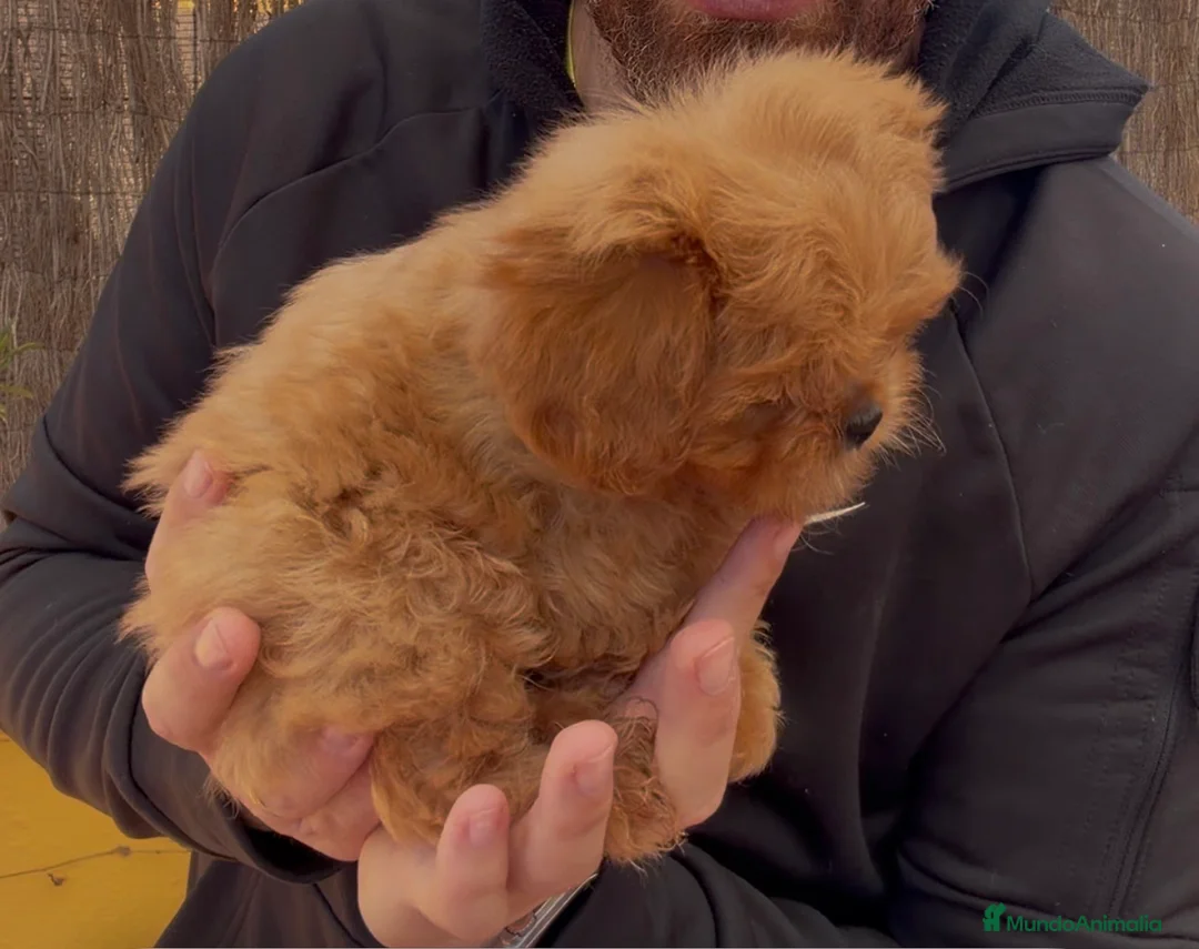 Maltipoo perros en venta: Maltipo - Anuncio 2