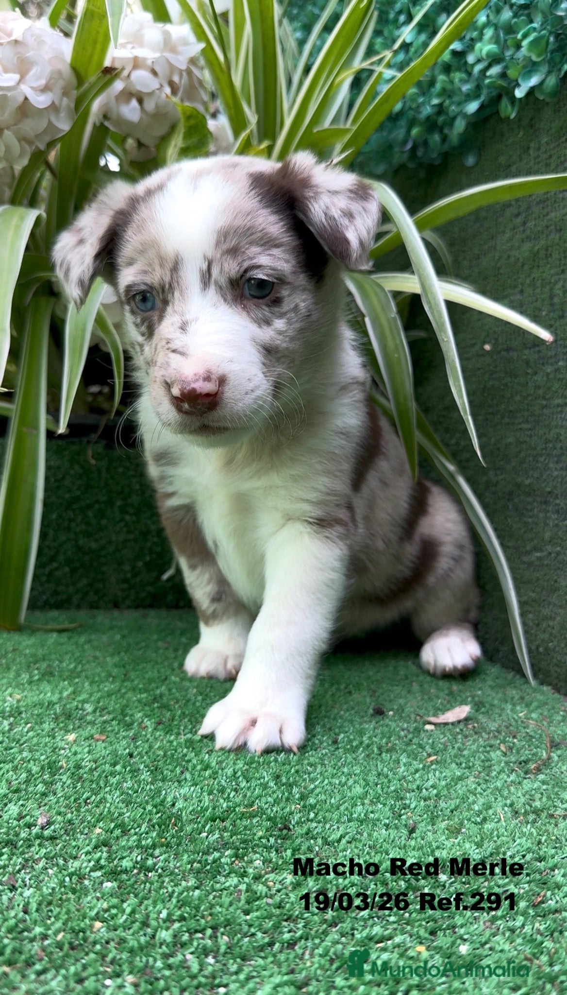 Border Collie perros Border Collie De Villa Biznaga - Anuncio 1
