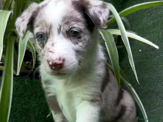 Border Collie perros Border Collie De Villa Biznaga - Anuncio 32