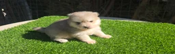 Pomsky perros en venta: Pomsky blue  - Anuncio 2