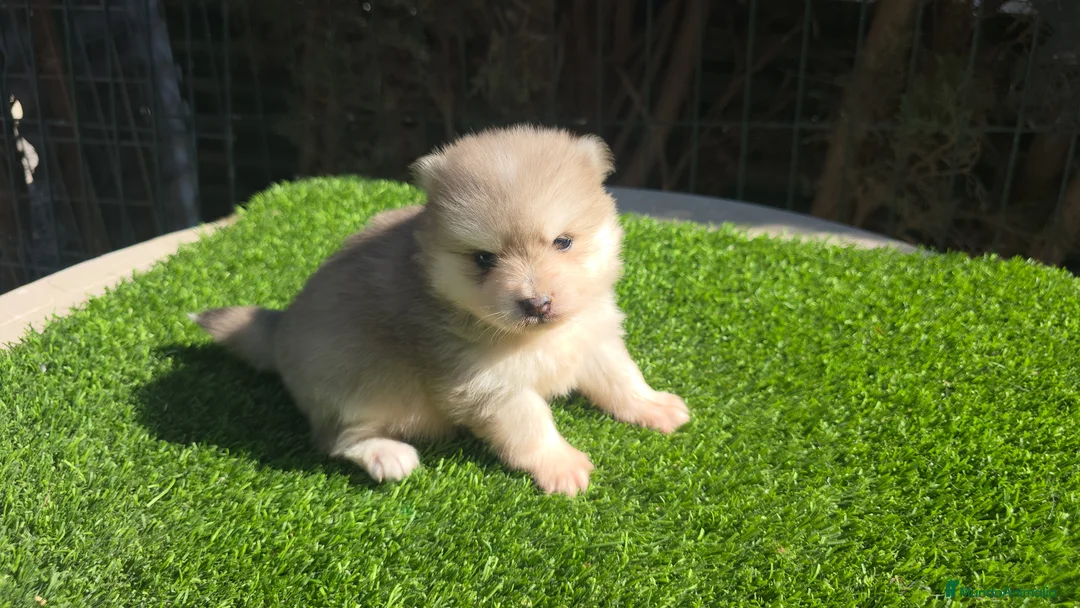 Pomsky perros en venta: Pomsky blue  - Anuncio 2