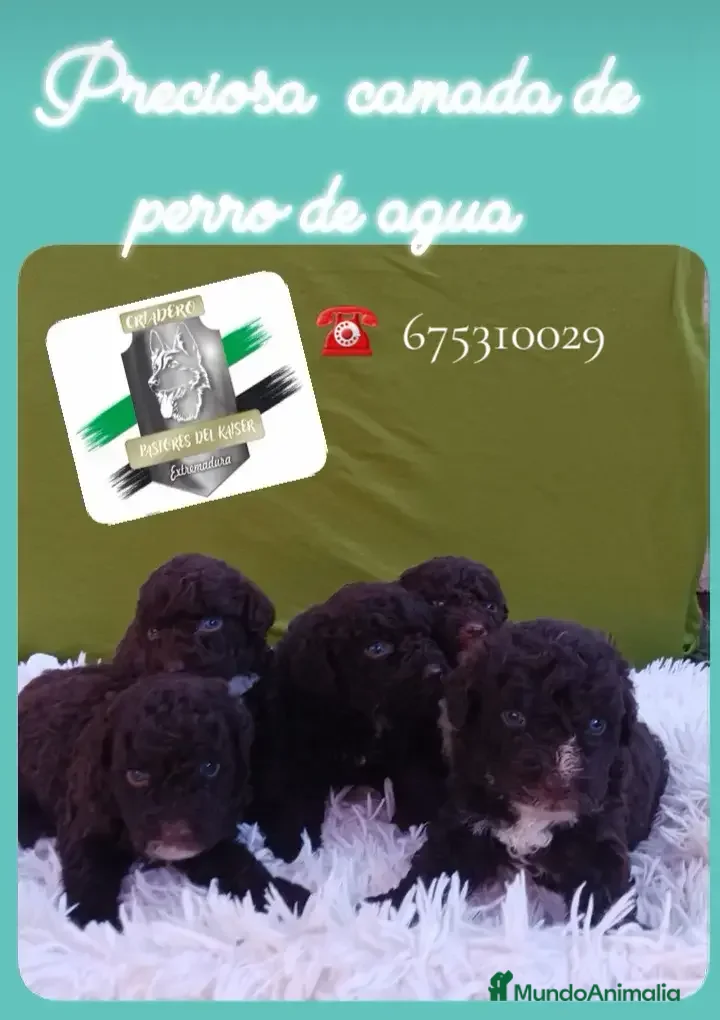 Perro de Agua Español perros Perro de agua español  - Anuncio 1