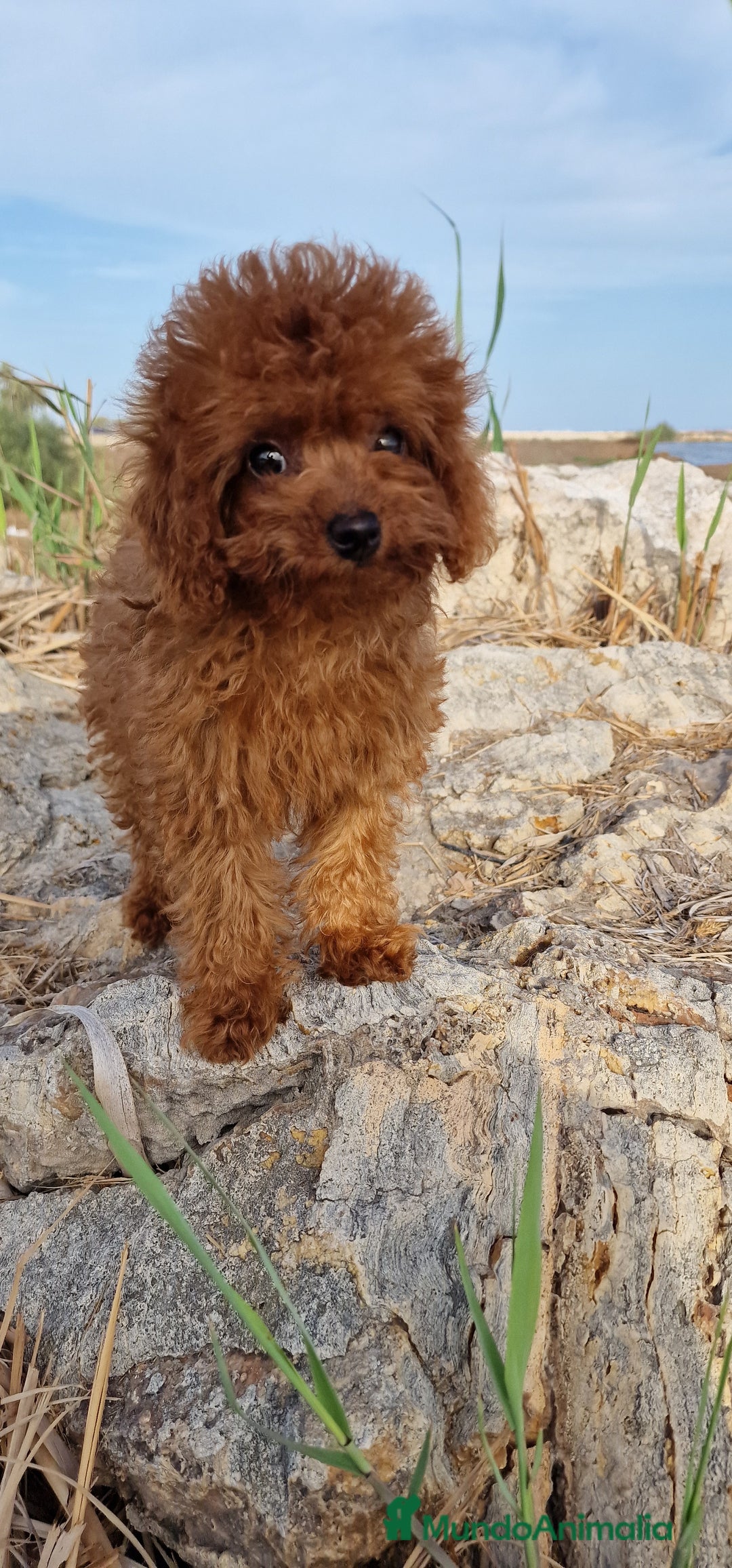 Caniche Toy perros en venta: TOYS 50% LINEA ASIATICA MACHO Y HEMBRA - Imagen 1