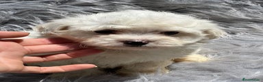 Bichón Maltés Cachorro 3