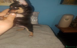 Chihuahua perros en venta: Chihuahua macho enano  - Imagen 4